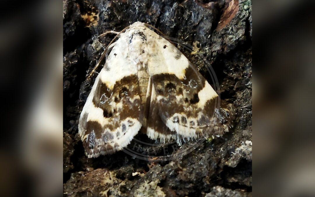 Her ses et billede af arten Acontia lucida. Fotoet er taget af SteveM4560 og hentet fra iNaturalist (CC BY).