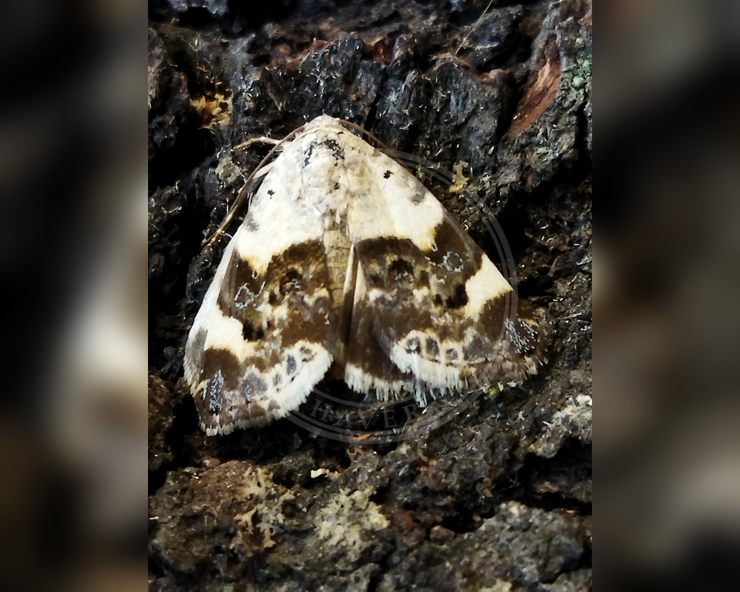 Her ses et billede af arten Acontia lucida. Fotoet er taget af SteveM4560 og hentet fra iNaturalist (CC BY).