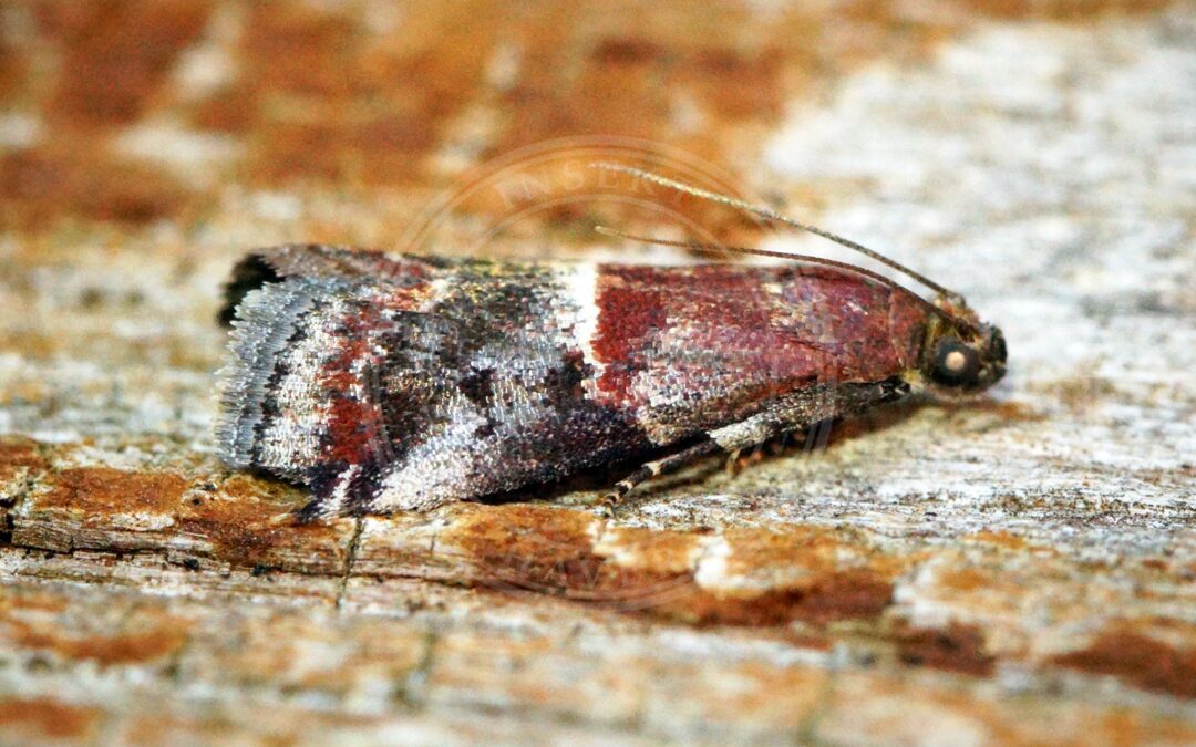 Acrobasis marmorea
