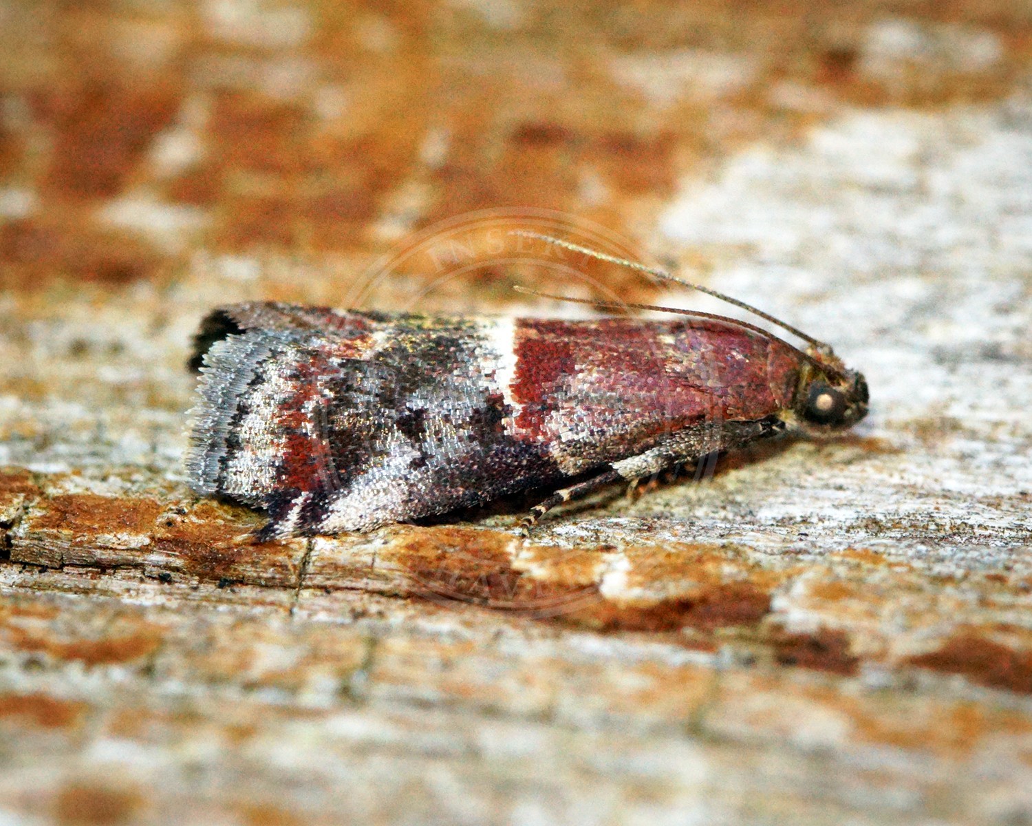 Her ses et billede af arten Acrobasis marmorea. Fotoet er taget af Ben Sale og hentet fra Wikimedia Commons (CC BY 2.0).