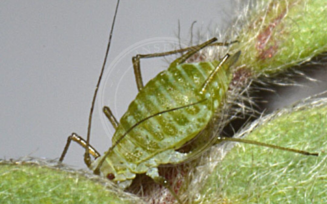 Acyrthosiphon loti