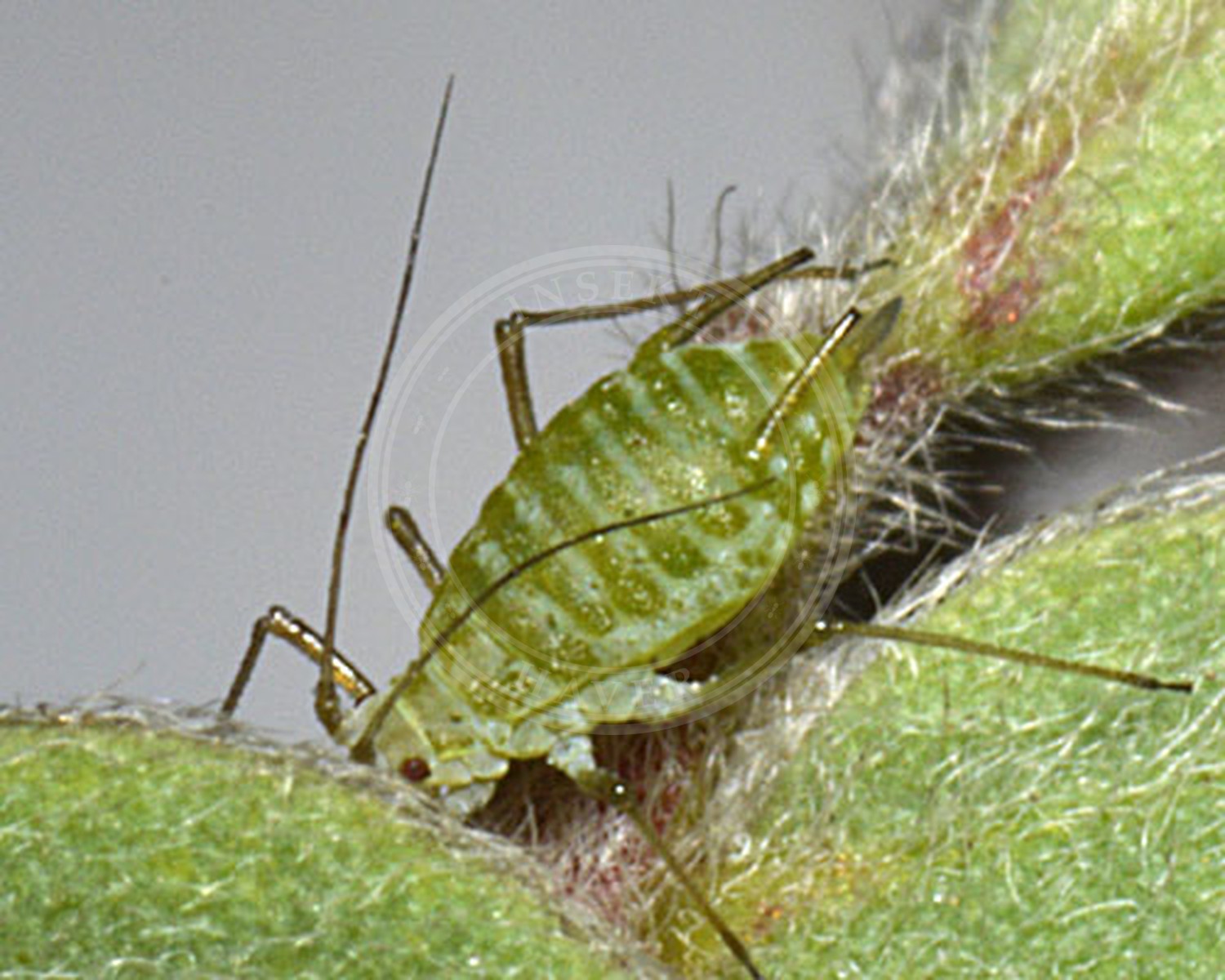 Her ses et billede af arten Acyrthosiphon loti. Fotoet er taget af InfluentialPoints.com og hentet fra Wikimedia Commons (CC BY 3.0).