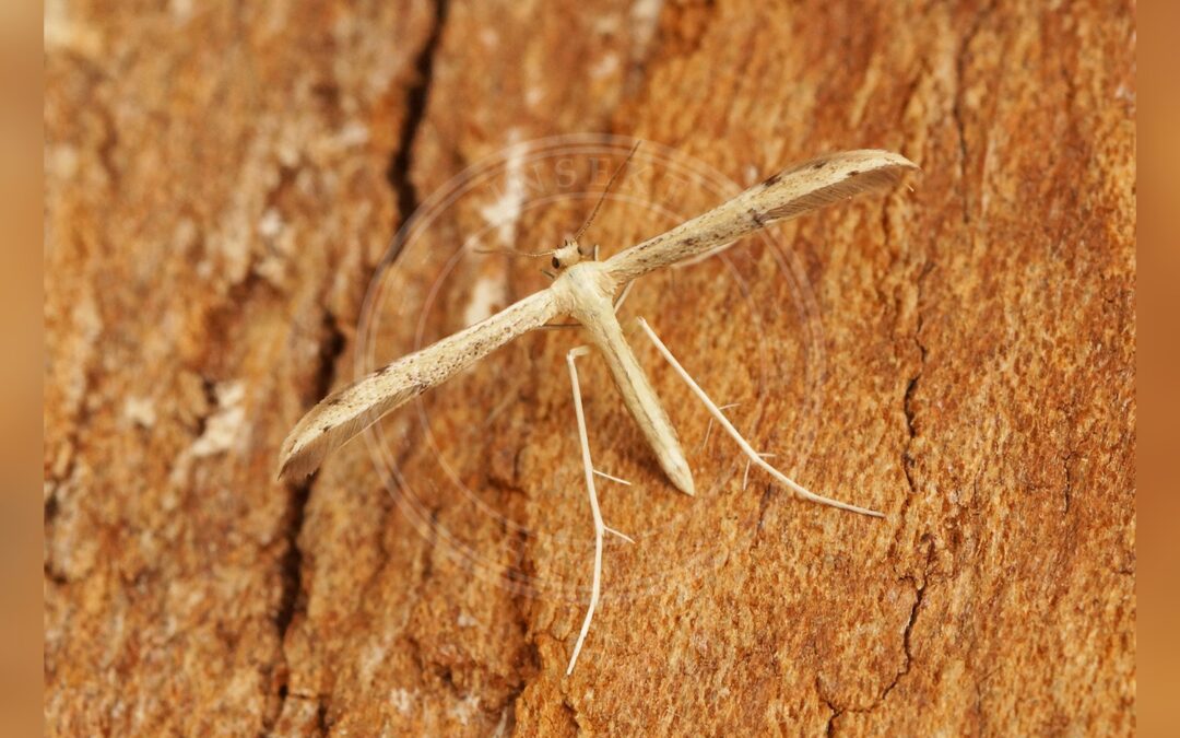 Her ses et billede af arten Adaina microdactyla. Fotoet er taget af Ben Sale og hentet fra Wikimedia Commons (CC BY 2.0).