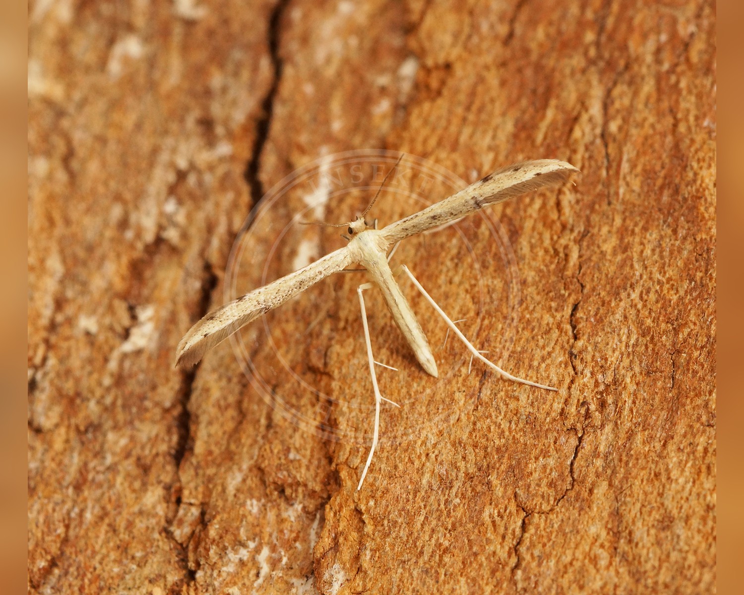 Her ses et billede af arten Adaina microdactyla. Fotoet er taget af Ben Sale og hentet fra Wikimedia Commons (CC BY 2.0).