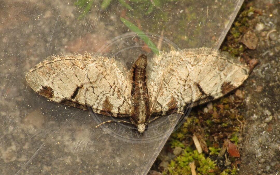 Æbledværgmåler – Eupithecia insigniata
