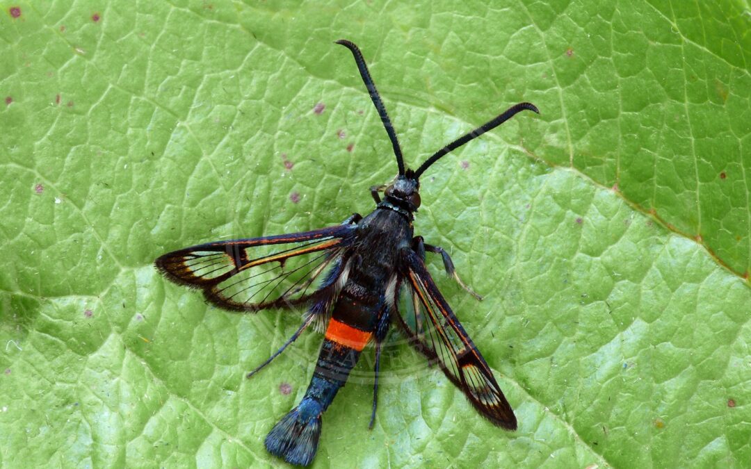 Her ses et billede af arten Æbleglassværmer (Synanthedon myopaeformis). Fotoet er taget af Patrick Clement og hentet fra Wikimedia Commons (CC BY 2.0).