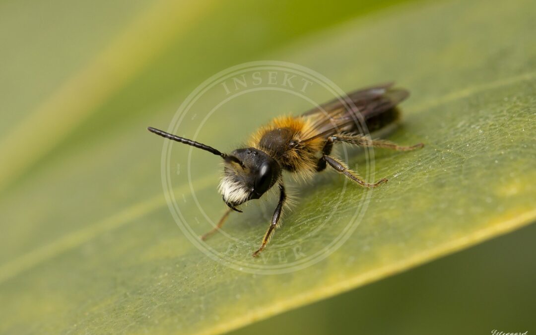 Her ses et billede af arten Æblejordbi (Andrena helvola). Fotoet er taget af Tina Ellegaard Poulsen og hentet fra iNaturalist (CC BY).