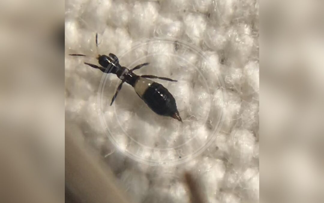 Her ses et billede af arten Aeolothrips albicinctus. Fotoet er taget af Jared Shorma og hentet fra iNaturalist (CC BY).