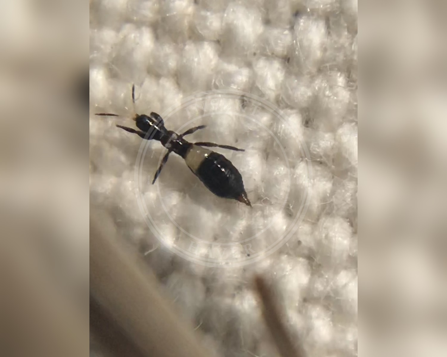Her ses et billede af arten Aeolothrips albicinctus. Fotoet er taget af Jared Shorma og hentet fra iNaturalist (CC BY).
