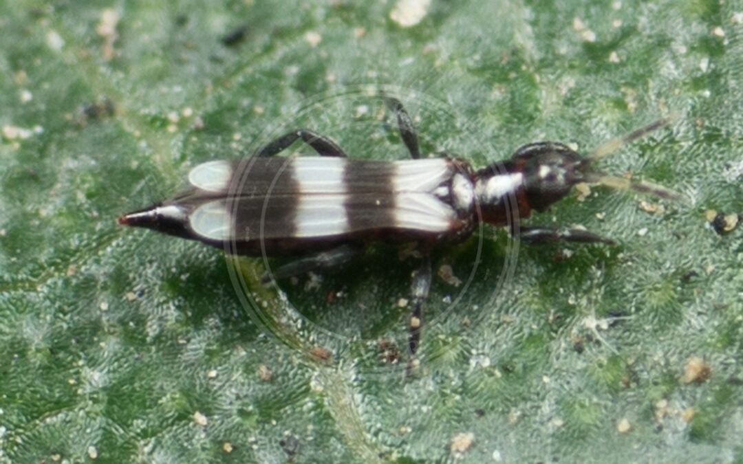 Her ses et billede af arten Aeolothrips fasciatus. Billedet er hentet fra iNaturalist (CC0).