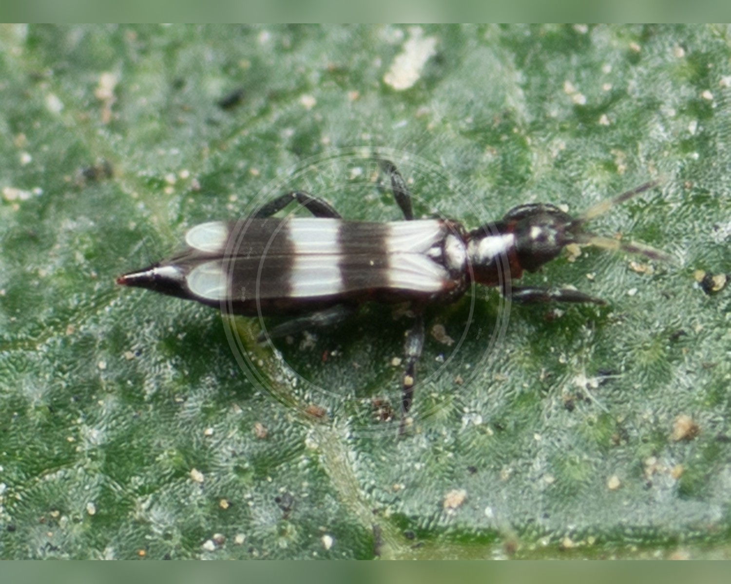 Her ses et billede af arten Aeolothrips fasciatus. Billedet er hentet fra iNaturalist (CC0).