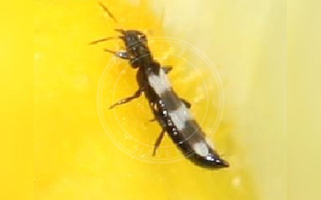 Her ses et billede af arten Aeolothrips intermedius. Fotoet er taget af Slimguy og hentet fra Wikimedia Commons (CC BY 4.0).