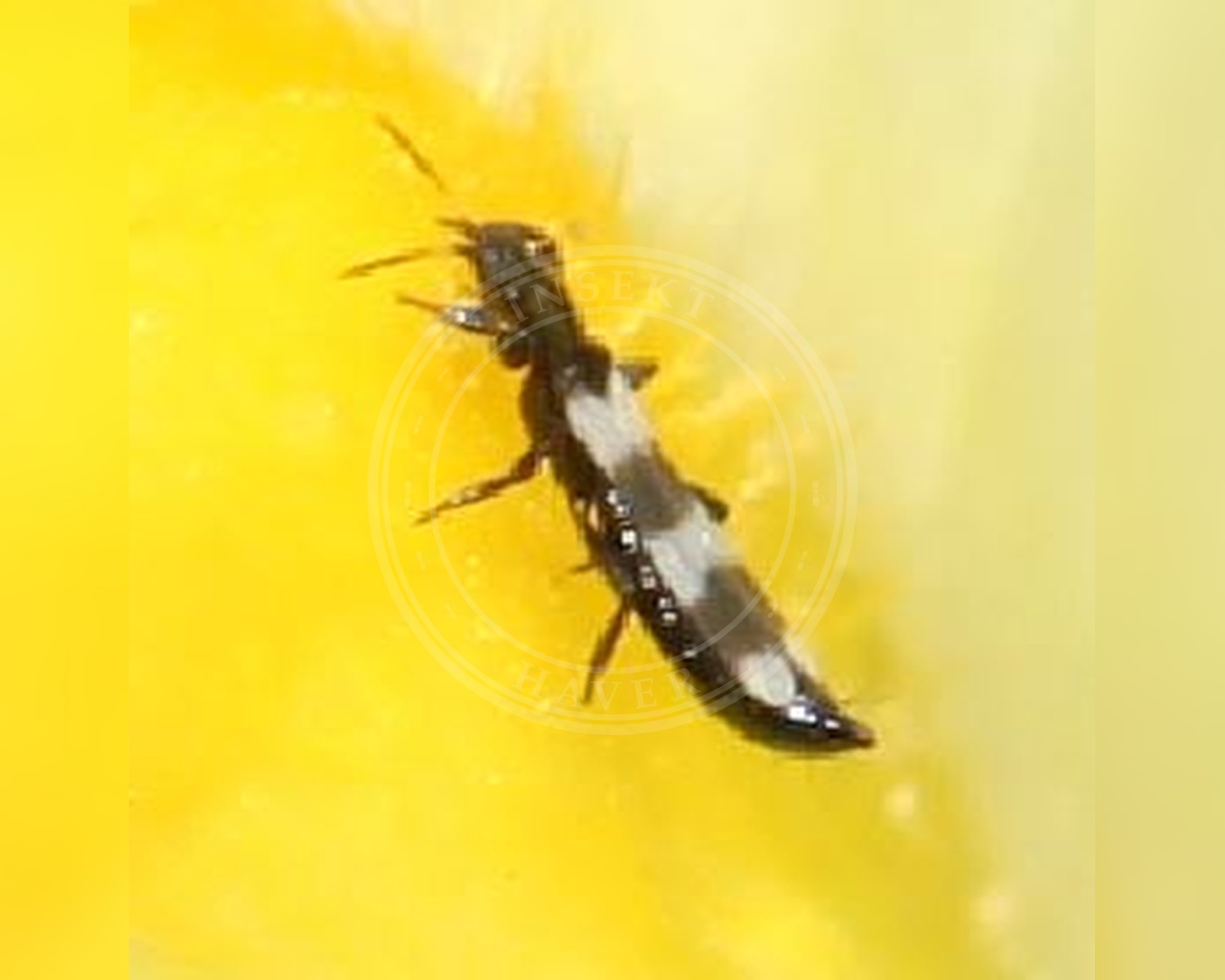 Her ses et billede af arten Aeolothrips intermedius. Fotoet er taget af Slimguy og hentet fra Wikimedia Commons (CC BY 4.0).