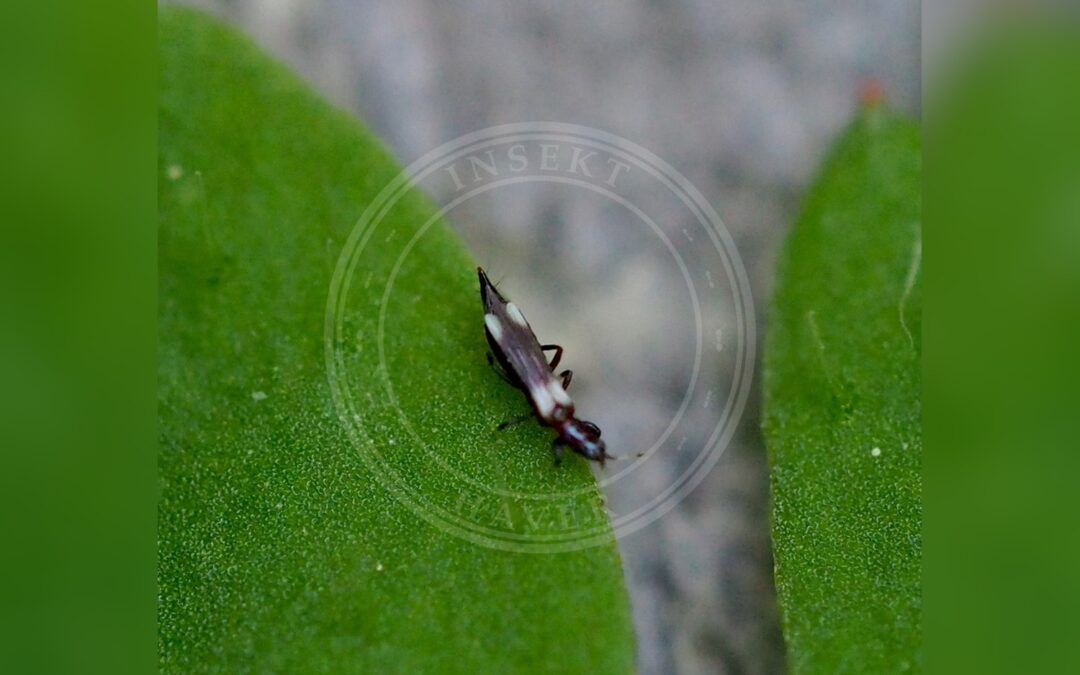 Her ses et billede af arten Aeolothrips versicolor. Fotoet er taget af carnifex og hentet fra iNaturalist (CC BY).