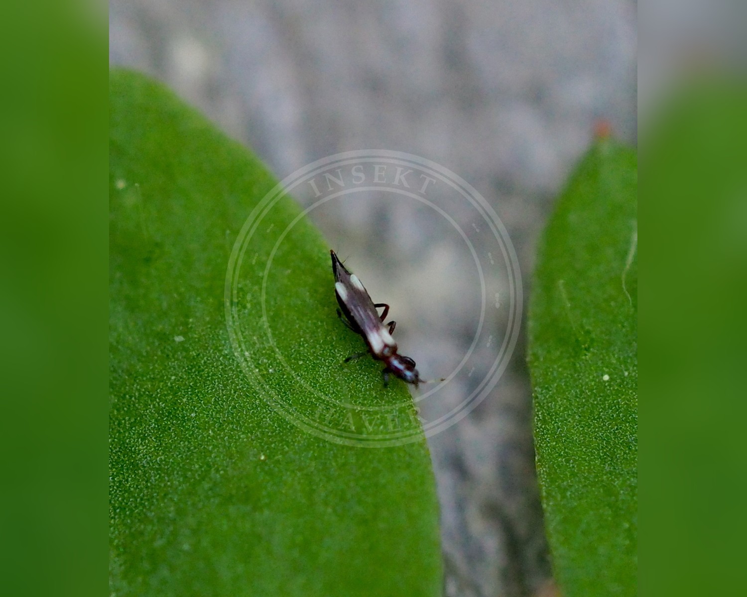 Her ses et billede af arten Aeolothrips versicolor. Fotoet er taget af carnifex og hentet fra iNaturalist (CC BY).