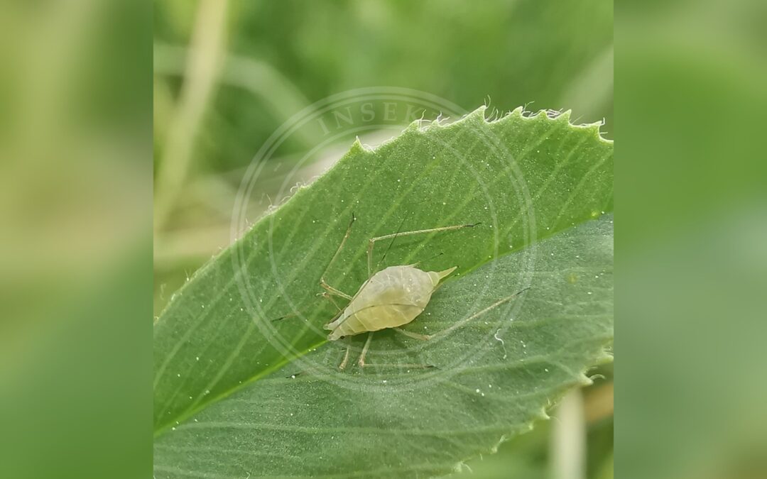 Her ses et billede af arten Ærtebladlus (Acyrthosiphon pisum). Fotoet er taget af Alexis Tinker-Tsavalas og hentet fra iNaturalist (CC BY).