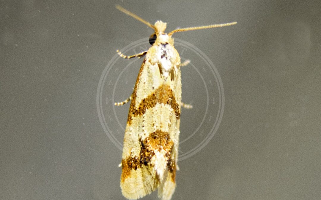 Her ses et billede af arten Aethes bilbaensis. Fotoet er taget af katunchik og hentet fra iNaturalist (CC BY).