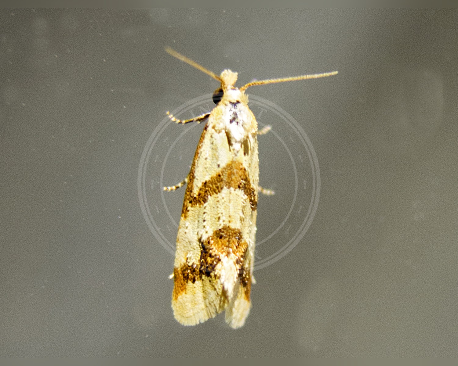Her ses et billede af arten Aethes bilbaensis. Fotoet er taget af katunchik og hentet fra iNaturalist (CC BY).