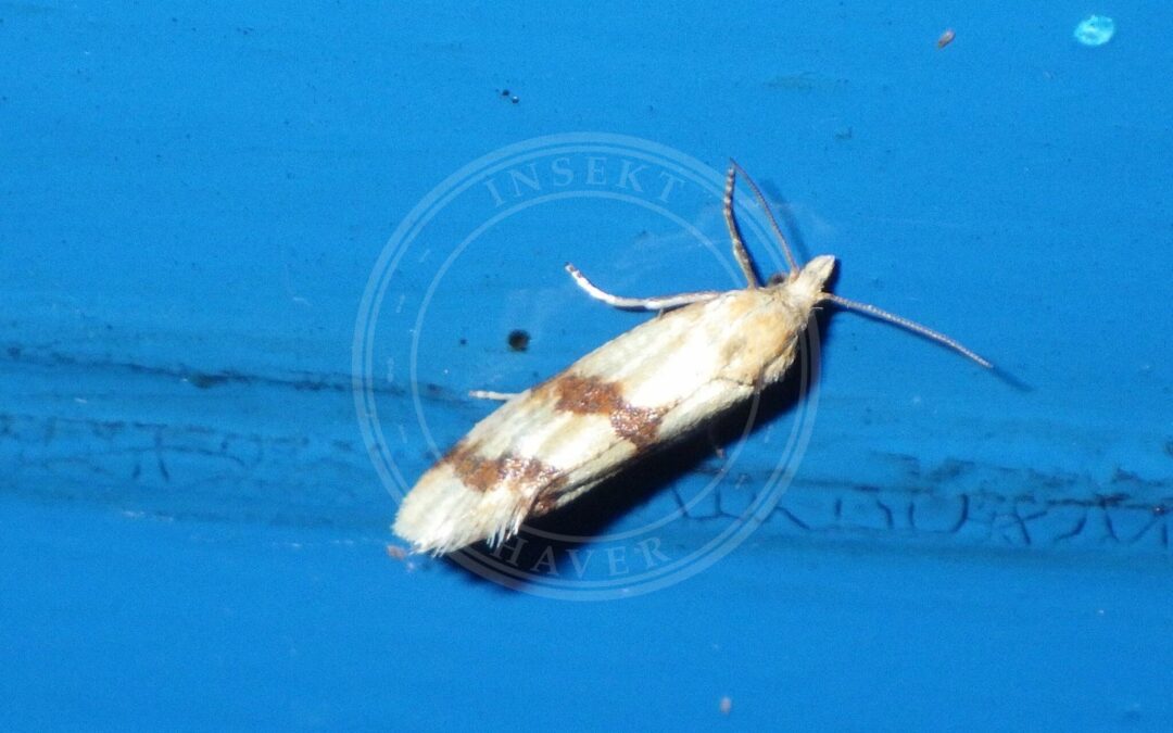 Aethes francillana – Aethes francillana