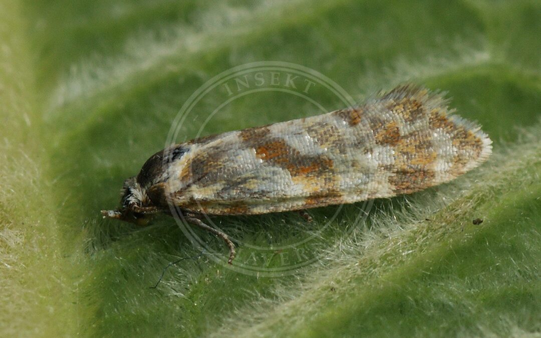 Aethes kindermanniana – Aethes kindermanniana