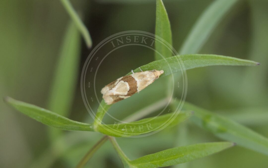 Aethes triangulana – Aethes triangulana
