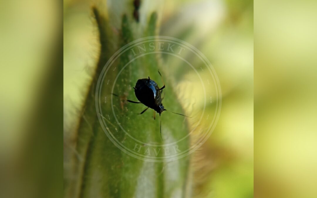 Her ses et billede af arten Aftenpragtstjernebladlus (Brachycaudus lychnidis). Billedet er hentet fra iNaturalist (CC0).