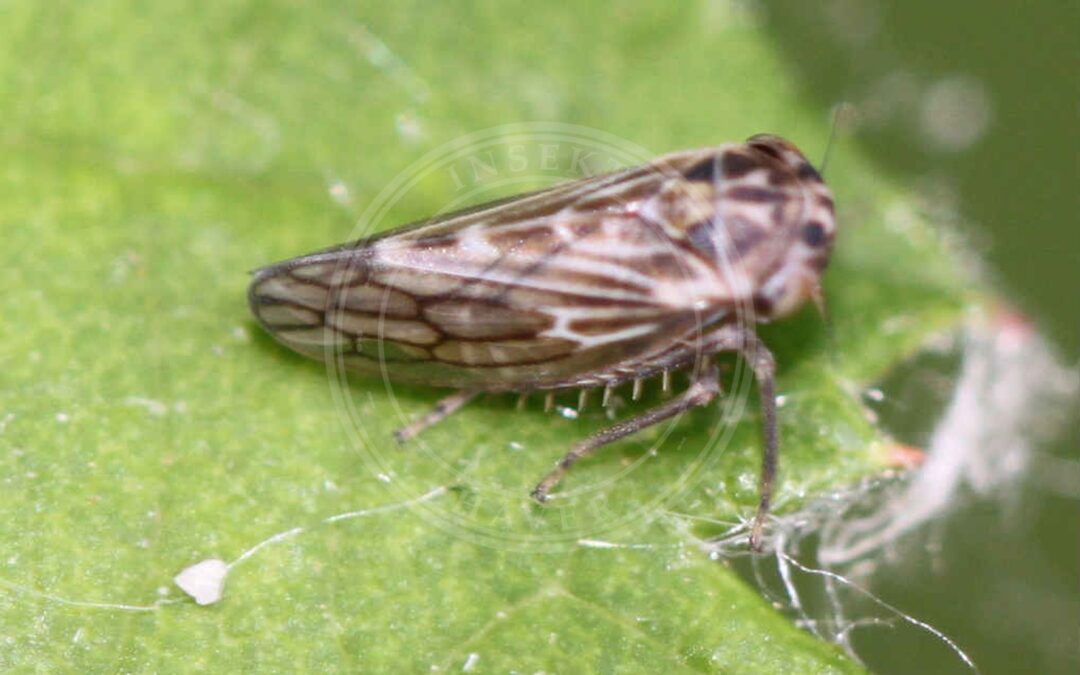 Agallia consobrina
