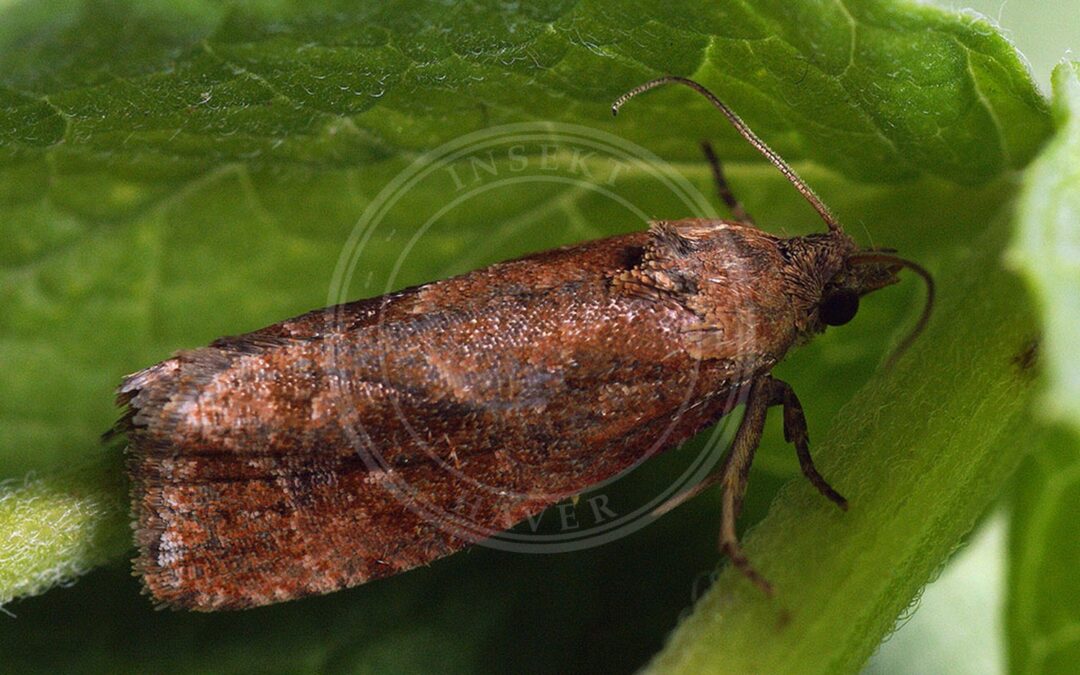 Agergaltetandvikler – Endothenia ericetana