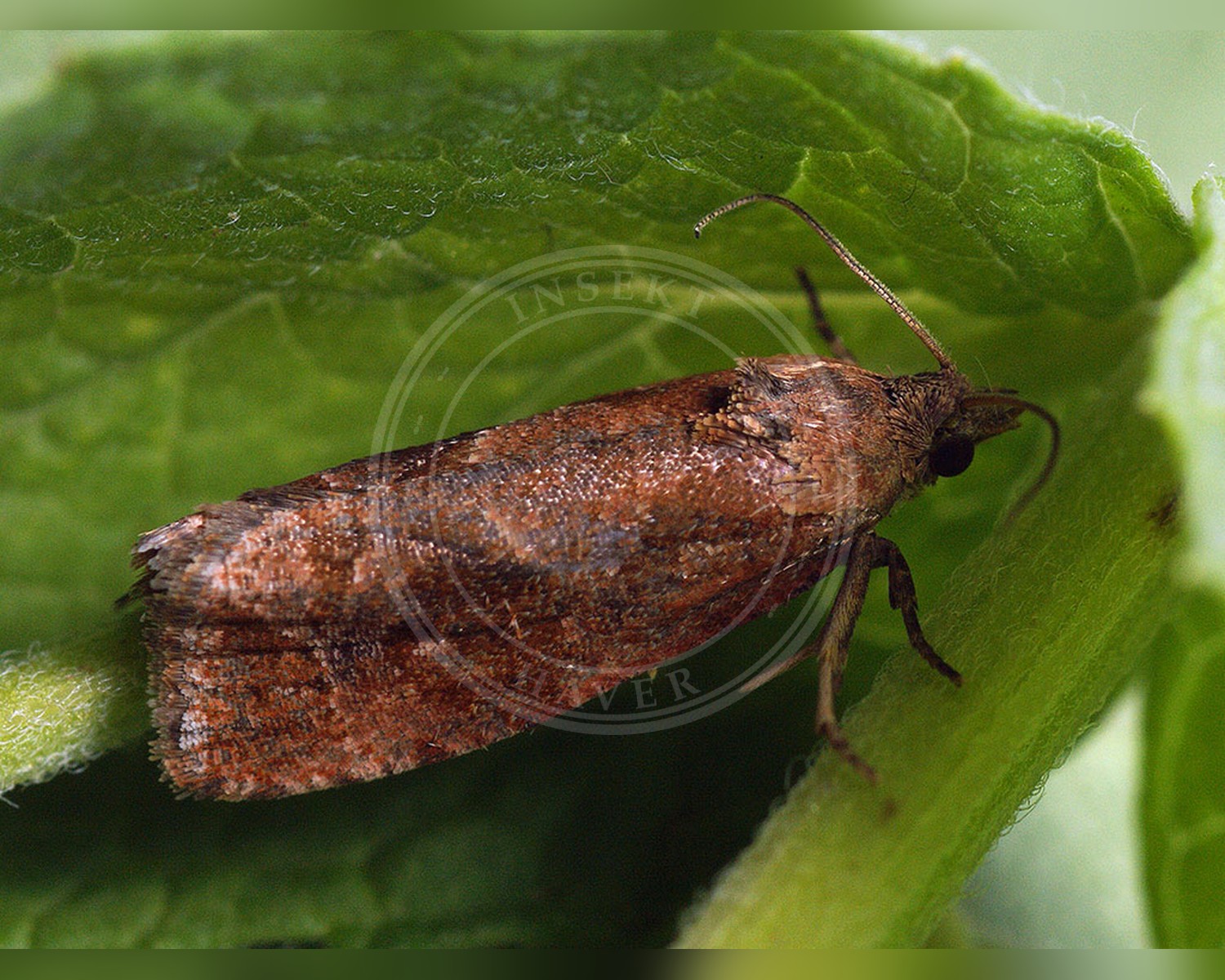 Her ses et billede af arten Agergaltetandvikler (Endothenia ericetana). Fotoet er taget af Ilia Ustyantsev og hentet fra Wikimedia Commons (CC BY-SA 2.0).