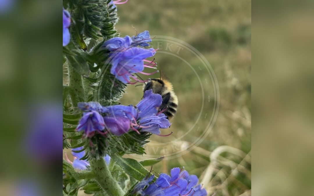 Agerhumle – Bombus pascuorum
