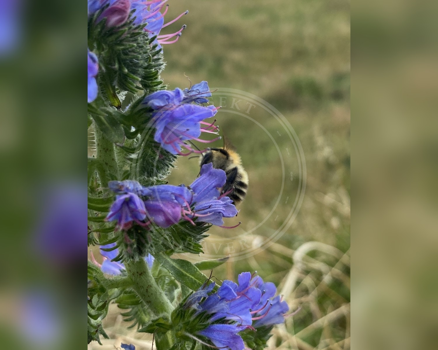 Her ses et billede af arten Agerhumle (Bombus pascuorum). Fotoet er taget af Thomas Dreux og hentet fra iNaturalist (CC BY).