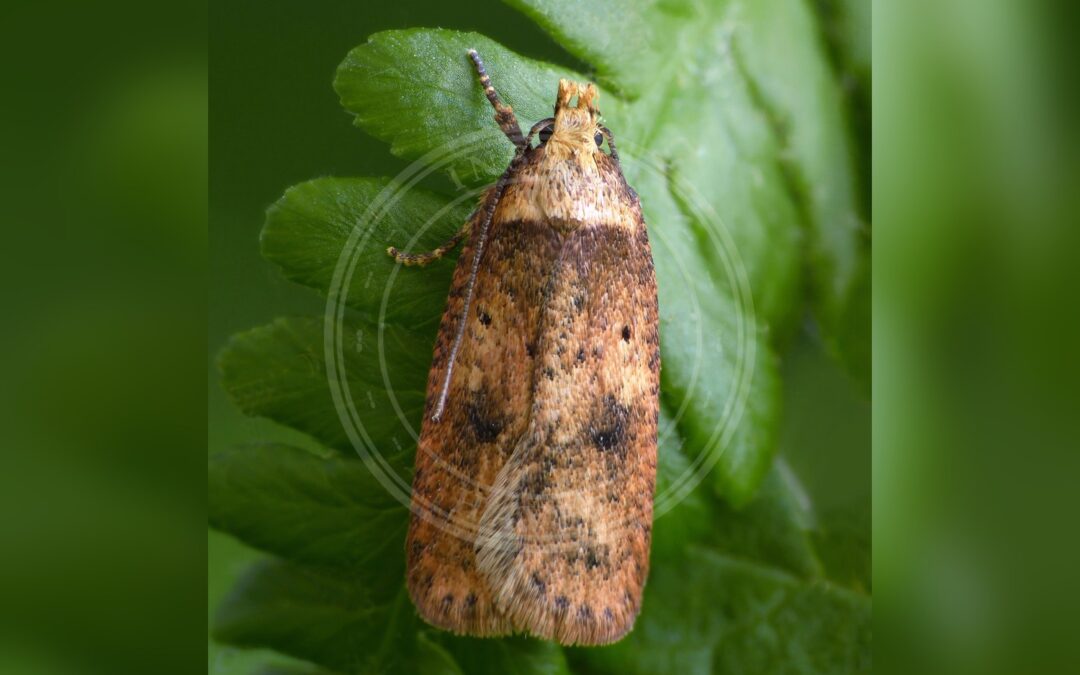 Agonopterix angelicella – Agonopterix angelicella