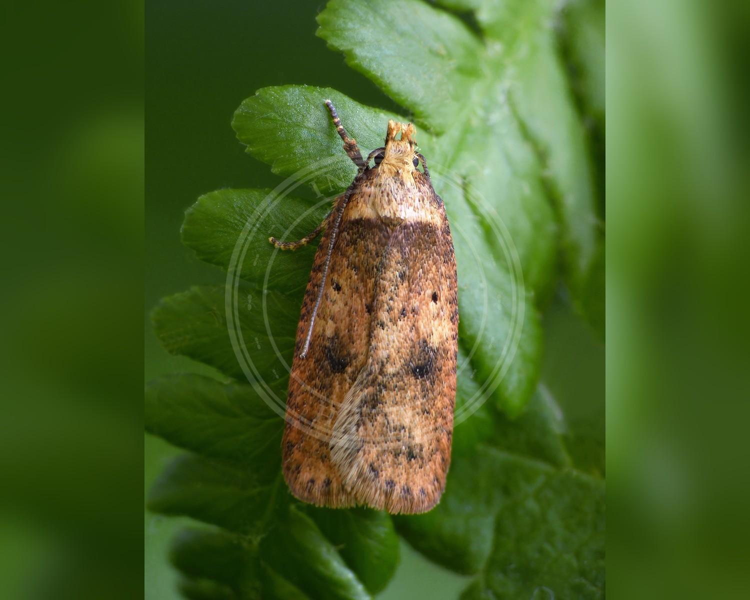 Her ses et billede af arten Agonopterix angelicella. Fotoet er taget af Patrick Clement og hentet fra Wikimedia Commons (CC BY 2.0).