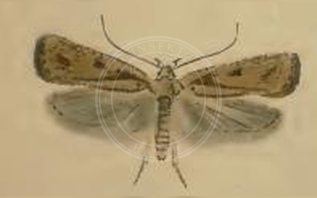 Agonopterix atomella – Agonopterix atomella