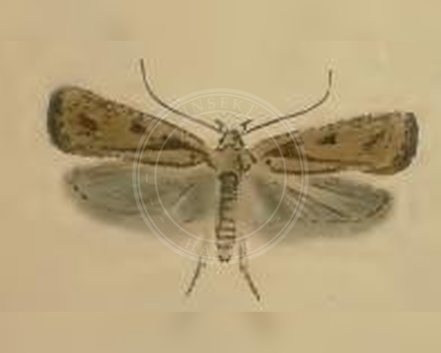 Her ses et billede af arten Agonopterix atomella. Fotoet er taget af Stainton og hentet fra Wikimedia Commons (Public domain).