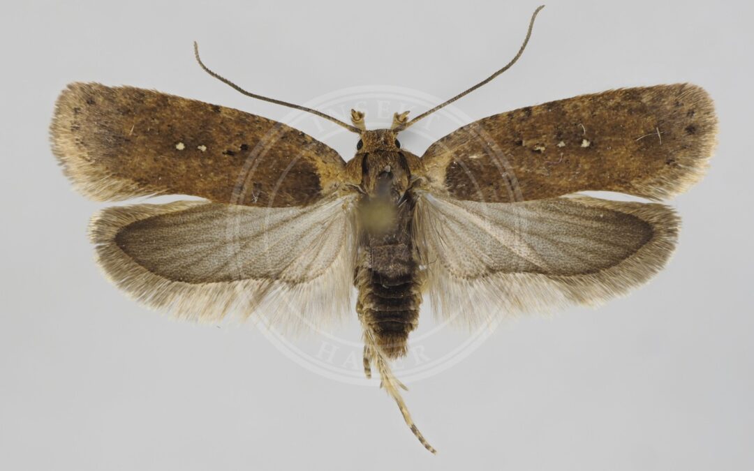 Agonopterix capreolella – Agonopterix capreolella