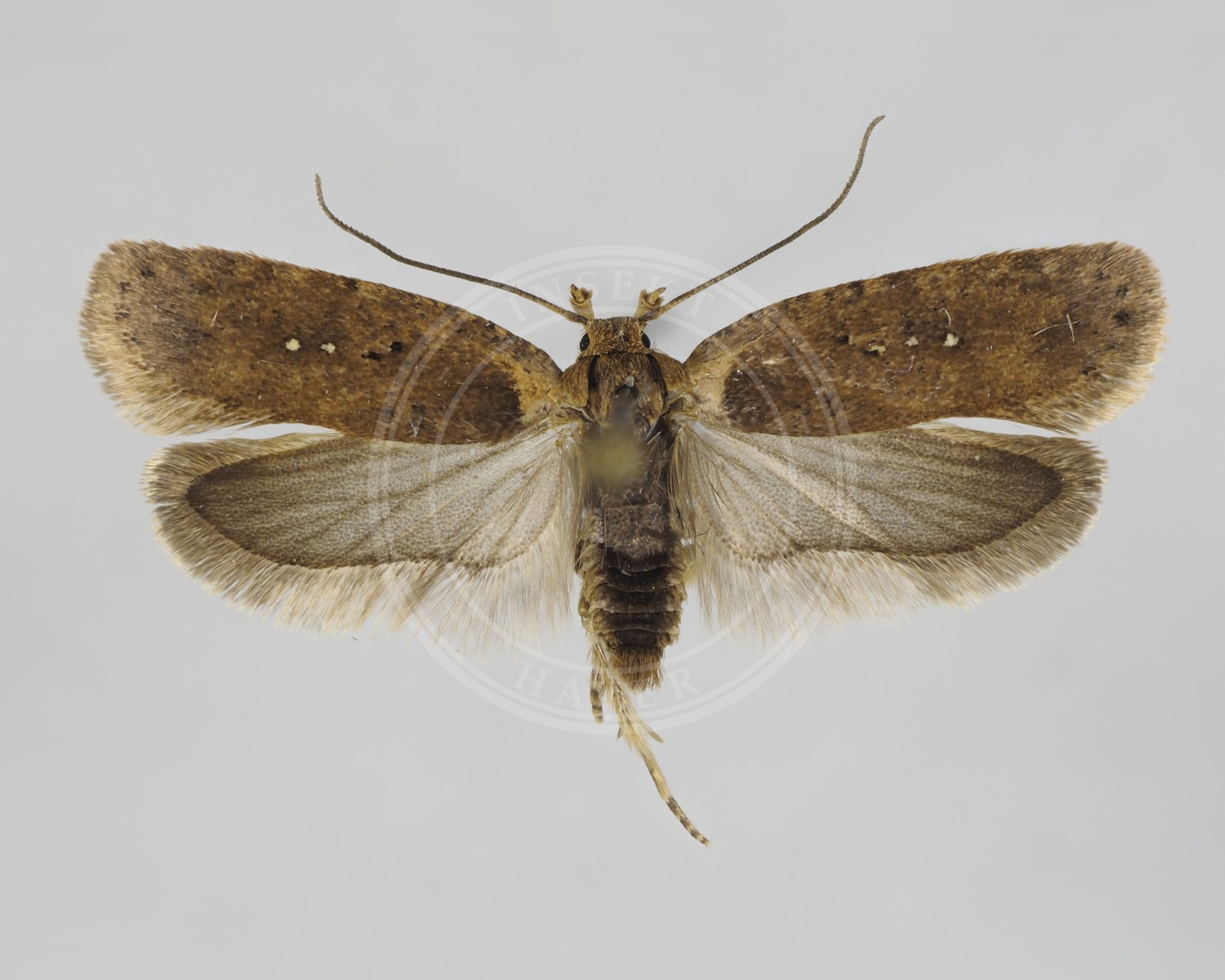 Her ses et billede af arten Agonopterix capreolella. Fotoet er taget af Marko Mutanen og hentet fra Wikimedia Commons (CC BY-SA 4.0).