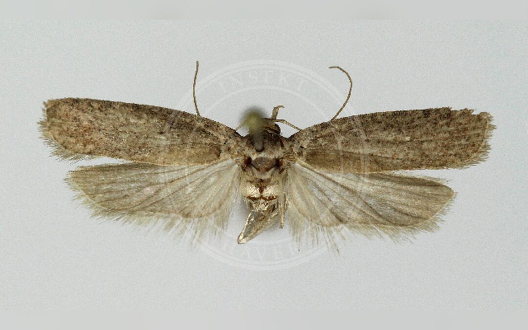 Agonopterix cnicella – Agonopterix cnicella