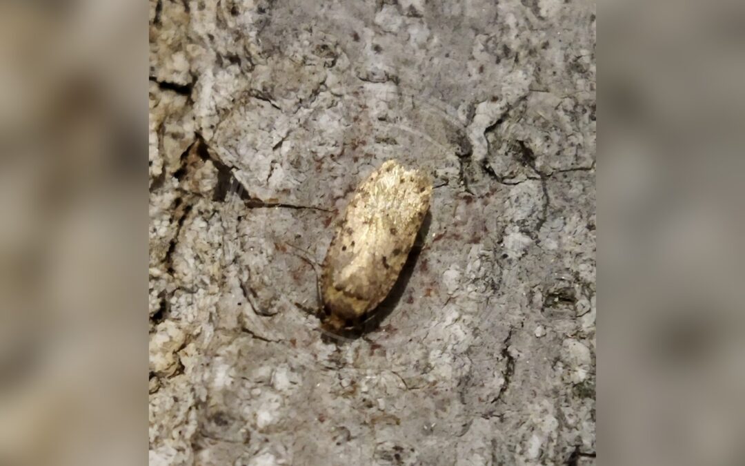Agonopterix curvipunctosa – Agonopterix curvipunctosa