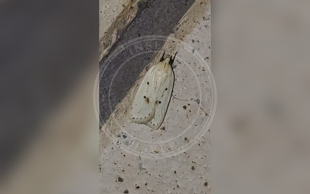 Agonopterix kaekeritziana – Agonopterix kaekeritziana