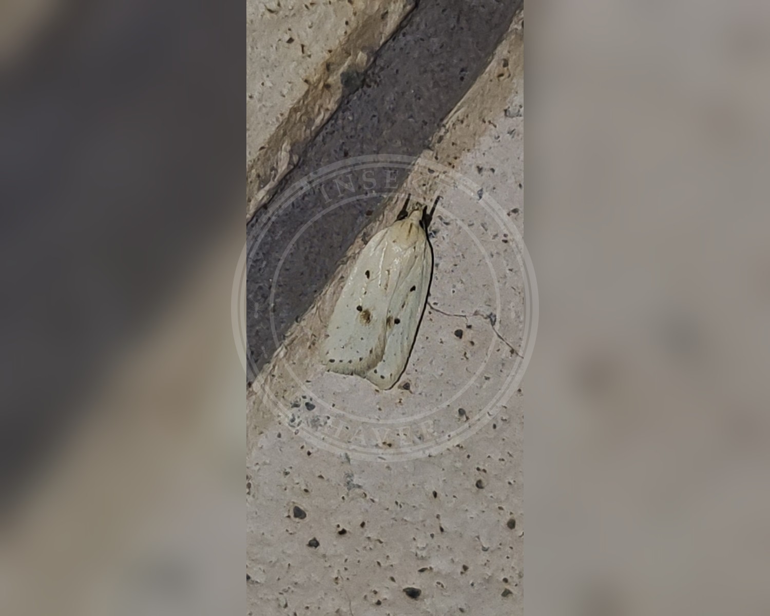 Her ses et billede af arten Agonopterix kaekeritziana. Fotoet er taget af Винер Фаритович Хабибуллин og hentet fra iNaturalist (CC BY).