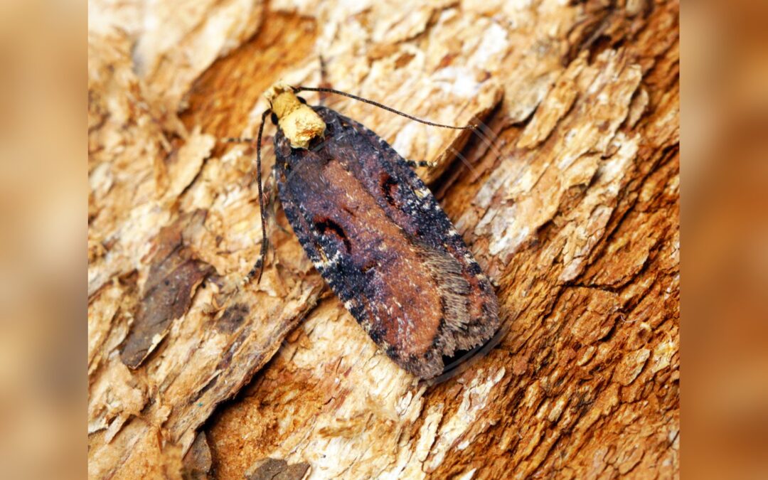 Agonopterix liturosa – Agonopterix liturosa