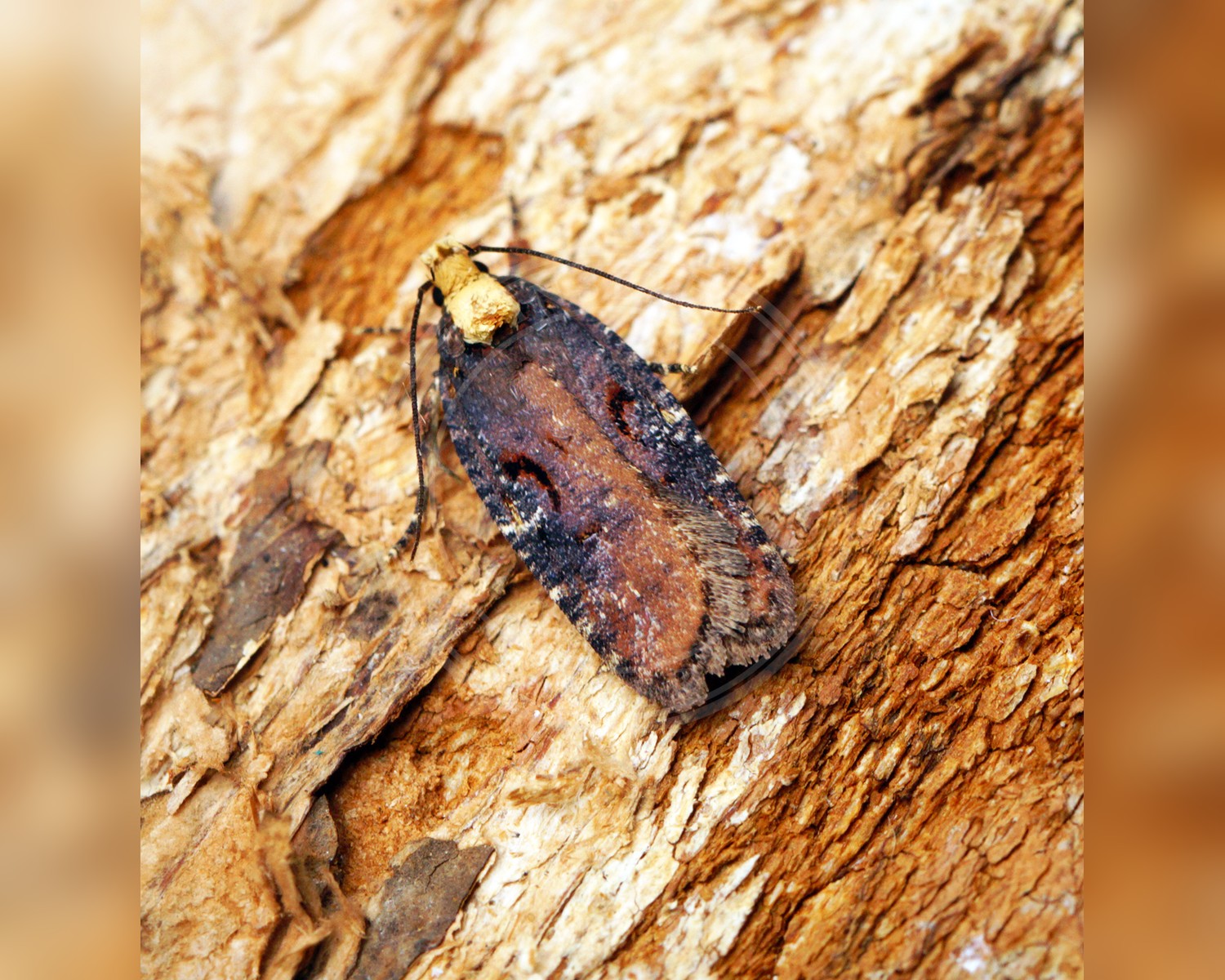 Her ses et billede af arten Agonopterix liturosa. Fotoet er taget af Ben Sale og hentet fra Wikimedia Commons (CC BY 2.0).