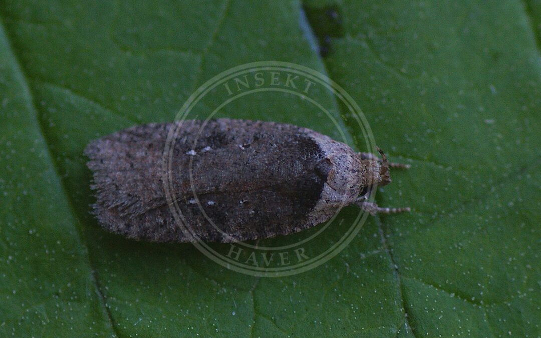 Agonopterix multiplicella – Agonopterix multiplicella