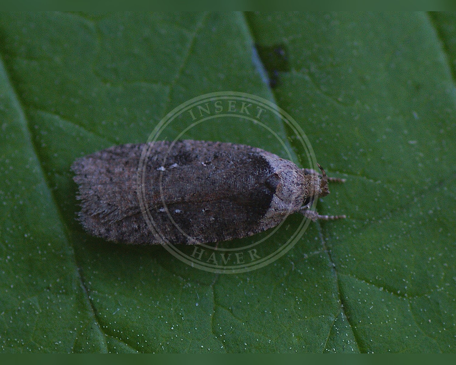 Her ses et billede af arten Agonopterix multiplicella. Fotoet er taget af Ilia Ustyantsev og hentet fra Wikimedia Commons (CC BY-SA 2.0).