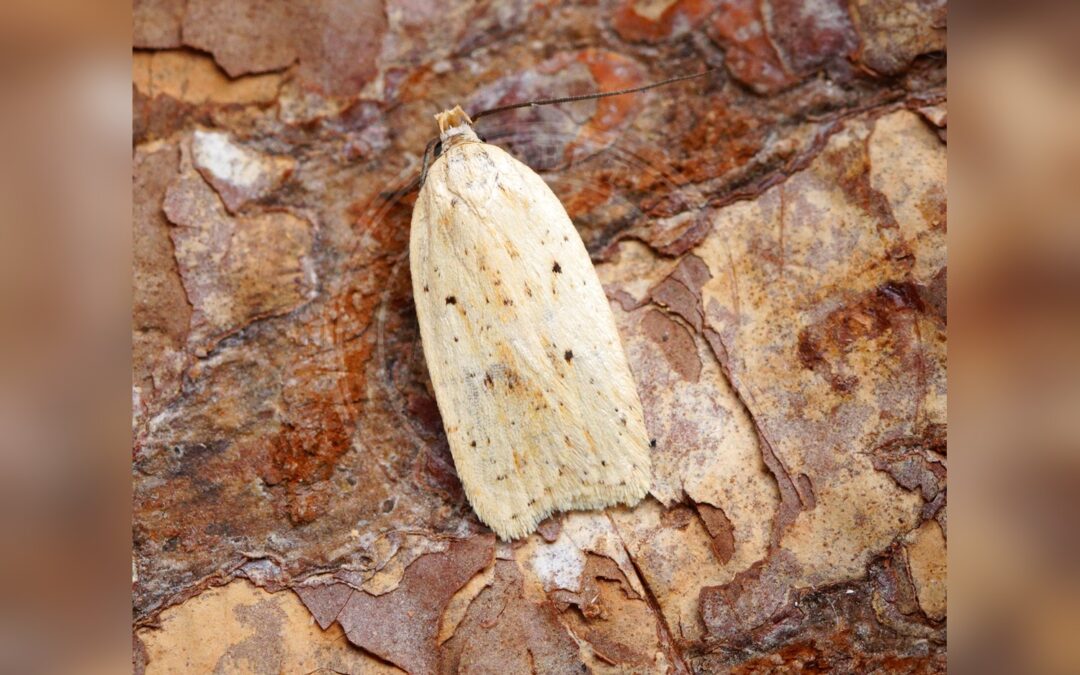 Agonopterix pallorella – Agonopterix pallorella