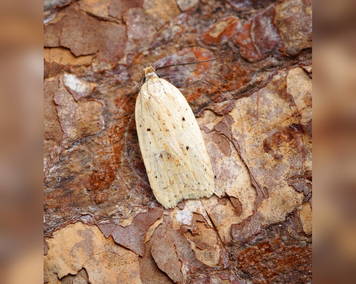 Her ses et billede af arten Agonopterix pallorella. Fotoet er taget af Ben Sale og hentet fra Wikimedia Commons (CC BY 2.0).