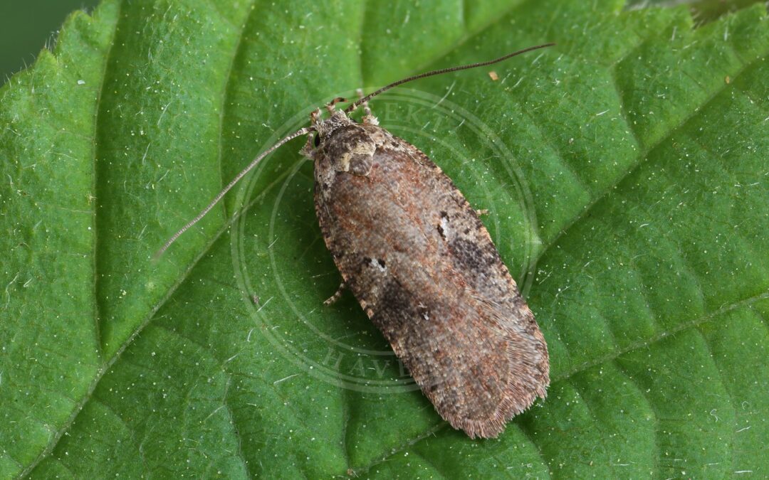 Her ses et billede af arten Agonopterix purpurea. Fotoet er taget af Patrick Clement og hentet fra Wikimedia Commons (CC BY 2.0).