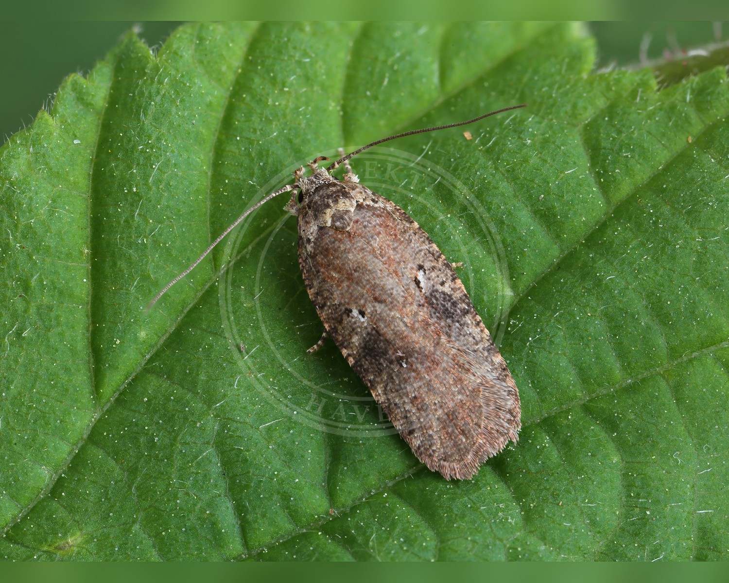 Her ses et billede af arten Agonopterix purpurea. Fotoet er taget af Patrick Clement og hentet fra Wikimedia Commons (CC BY 2.0).
