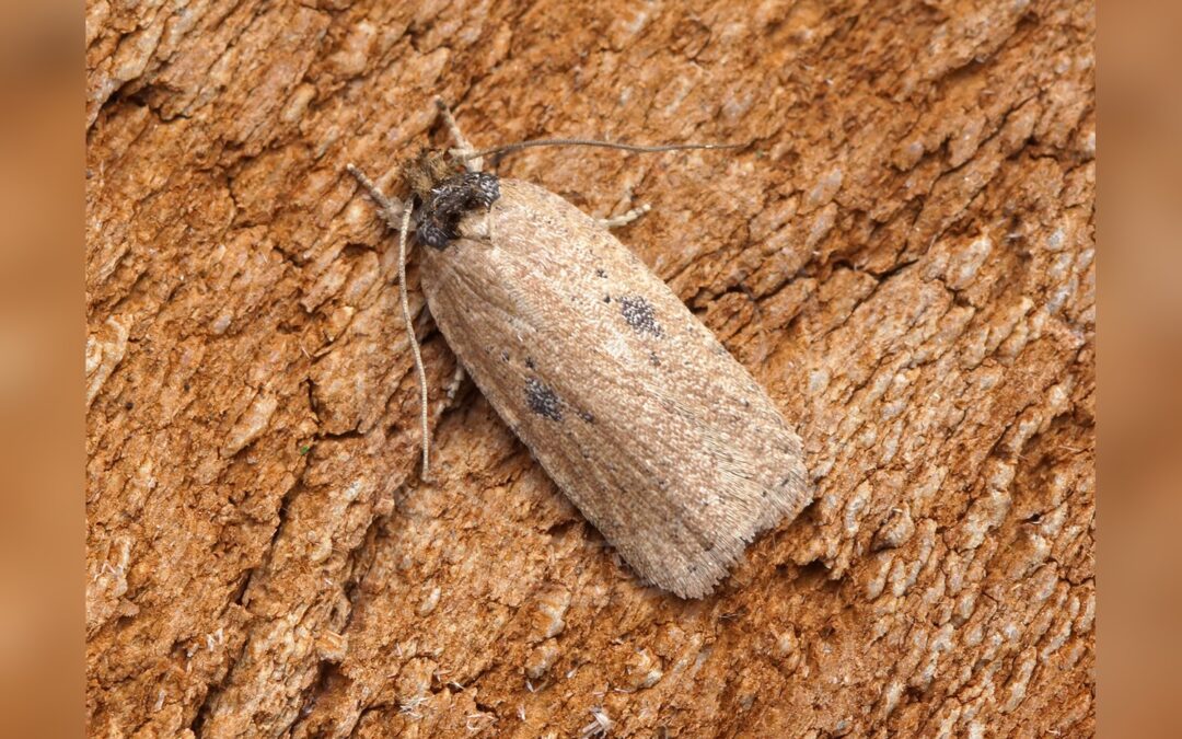 Her ses et billede af arten Agonopterix subpropinquella. Fotoet er taget af Ben Sale og hentet fra Wikimedia Commons (CC BY 2.0).
